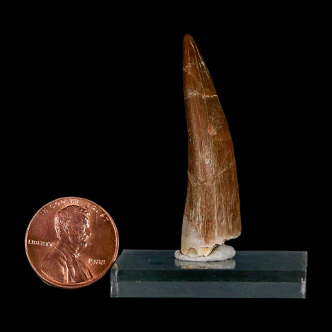 1.7" Plesiosaur Zarafasaura Tooth Fossil Cretaceous Dinosaur Era COA, Stand