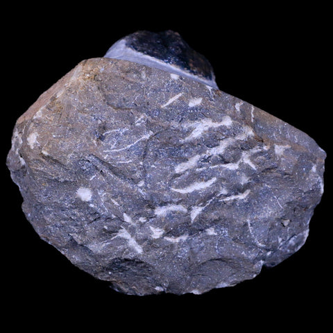 2.2" Morocconites Malladoides Trilobite Fossil Morocco Devonian Age Display, COA - Fossil Age Minerals