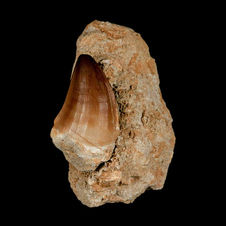 1.7" Mosasaur Prognathodon Fossil Tooth In Matrix Cretaceous Dinosaur Era COA