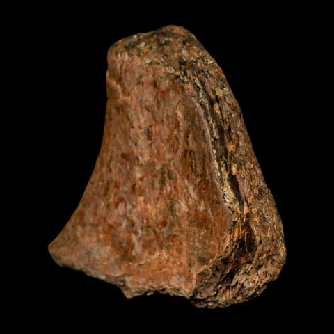 1.2" Tyrannosaurus Rex Fossil Bone Dinosaur Lance Creek Formation Wyoming COA - Fossil Age Minerals