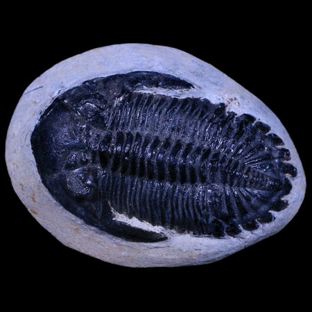 2.5" Metacanthina Issoumourensis Trilobite Fossil Devonian Age 400 Mil Yrs Old COA