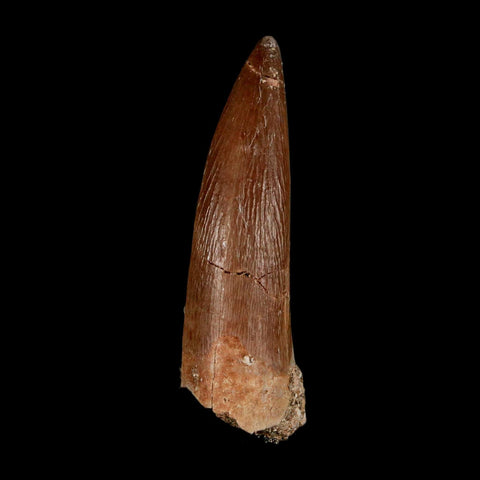 1.8" Plesiosaur Zarafasaura Tooth Fossil Cretaceous Dinosaur Era COA, Stand