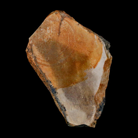 1.8" Tyrannosaurus Rex Fossil Bone Dinosaur Lance Creek Formation Wyoming COA - Fossil Age Minerals