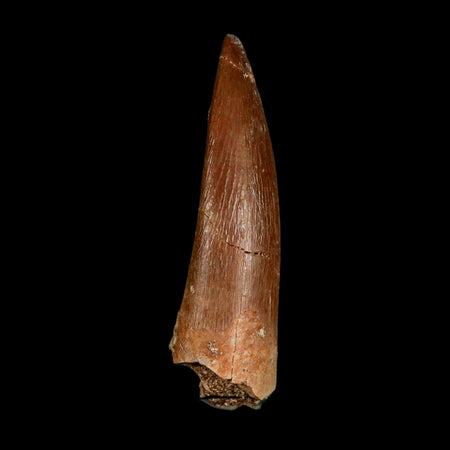 1.8" Plesiosaur Zarafasaura Tooth Fossil Cretaceous Dinosaur Era COA, Stand