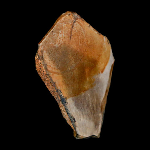 1.8" Tyrannosaurus Rex Fossil Bone Dinosaur Lance Creek Formation Wyoming COA - Fossil Age Minerals