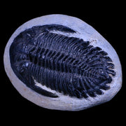 2.5" Metacanthina Issoumourensis Trilobite Fossil Devonian Age 400 Mil Yrs Old COA