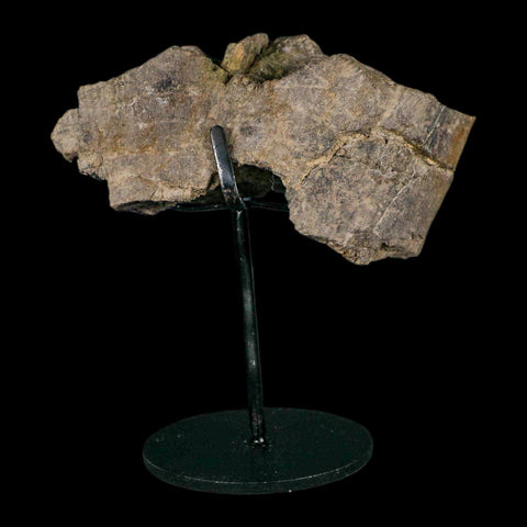 4.6" Camarasaurus Dinosaur Fossil Limb Bone Morrison FM CO Jurassic Age COA Stand - Fossil Age Minerals