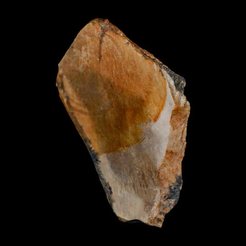 1.8" Tyrannosaurus Rex Fossil Bone Dinosaur Lance Creek Formation Wyoming COA - Fossil Age Minerals