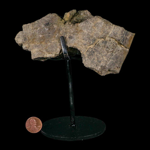 4.6" Camarasaurus Dinosaur Fossil Limb Bone Morrison FM CO Jurassic Age COA Stand - Fossil Age Minerals