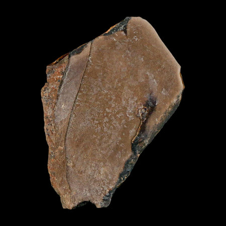 1.8" Tyrannosaurus Rex Fossil Bone Dinosaur Lance Creek Formation Wyoming COA