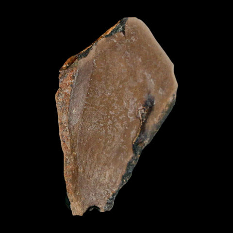 1.8" Tyrannosaurus Rex Fossil Bone Dinosaur Lance Creek Formation Wyoming COA - Fossil Age Minerals