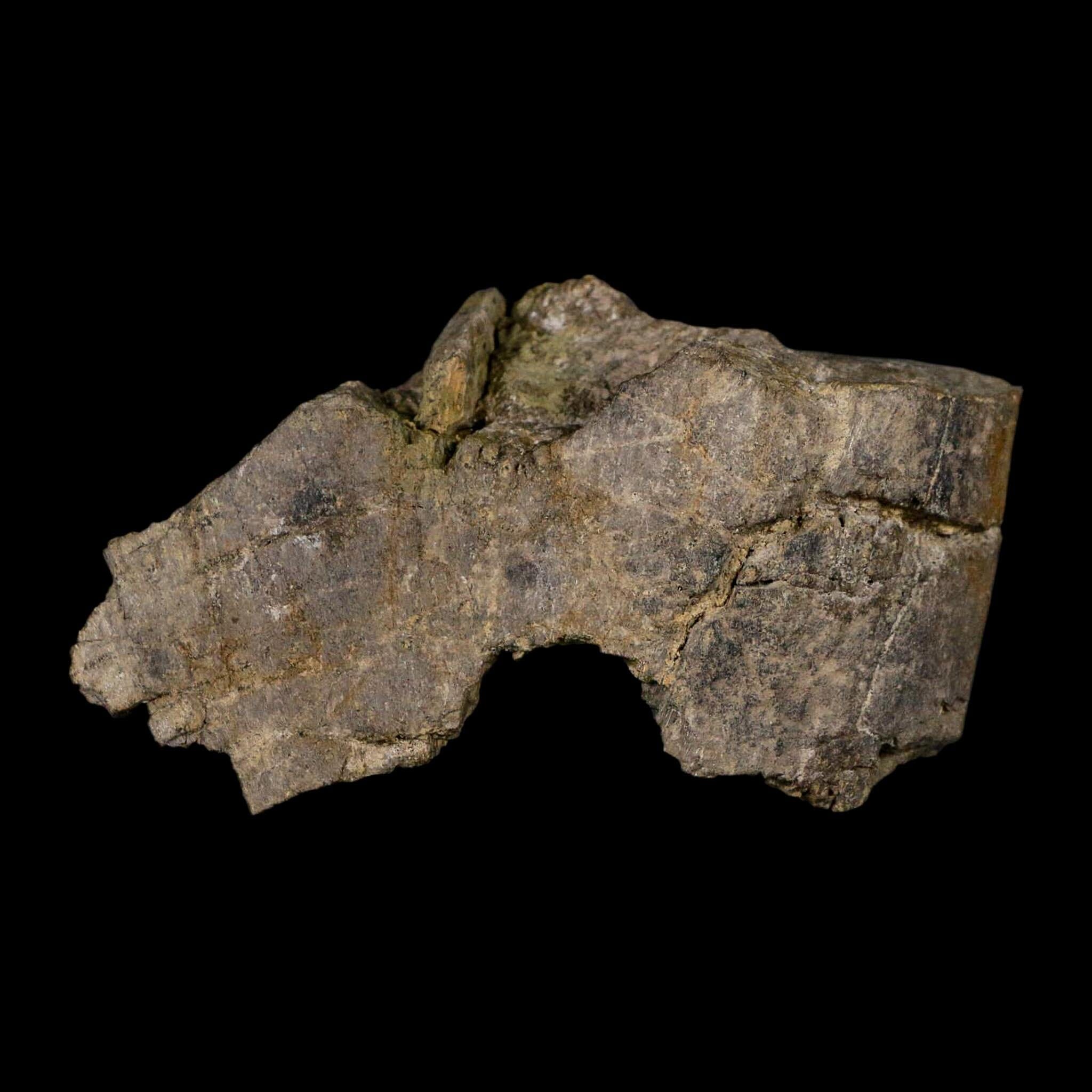 4.6" Camarasaurus Dinosaur Fossil Limb Bone Morrison FM CO Jurassic Age COA Stand - Fossil Age Minerals