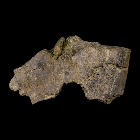 4.6" Camarasaurus Dinosaur Fossil Limb Bone Morrison FM CO Jurassic Age COA Stand - Fossil Age Minerals