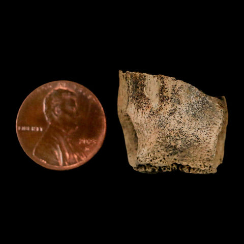 0.9" Dromaeosaurus Raptor Fossil Toe Bone Cretaceous Dinosaur Hell Creek MT COA - Fossil Age Minerals