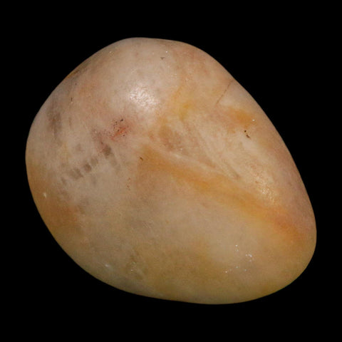 1.7" Sauropod Dinosaur Stomach Stone Gastrolith Rock Gizzard Stone COA