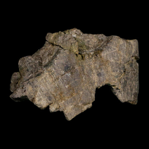 4.6" Camarasaurus Dinosaur Fossil Limb Bone Morrison FM CO Jurassic Age COA Stand - Fossil Age Minerals