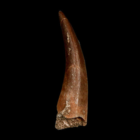 1.8" Plesiosaur Zarafasaura Tooth Fossil Cretaceous Dinosaur Era COA, Stand