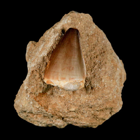 1.4" Mosasaur Prognathodon Fossil Tooth In Matrix Cretaceous Dinosaur Era COA - Fossil Age Minerals