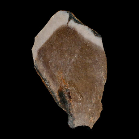 1.8" Tyrannosaurus Rex Fossil Bone Dinosaur Lance Creek Formation Wyoming COA