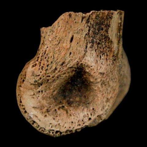 0.9" Dromaeosaurus Raptor Fossil Toe Bone Cretaceous Dinosaur Hell Creek MT COA - Fossil Age Minerals