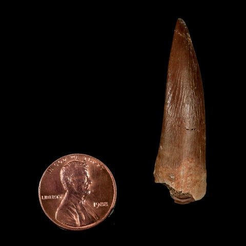 1.8" Plesiosaur Zarafasaura Tooth Fossil Cretaceous Dinosaur Era COA, Stand