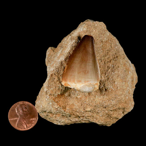 1.4" Mosasaur Prognathodon Fossil Tooth In Matrix Cretaceous Dinosaur Era COA - Fossil Age Minerals