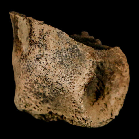 0.9" Dromaeosaurus Raptor Fossil Toe Bone Cretaceous Dinosaur Hell Creek MT COA - Fossil Age Minerals