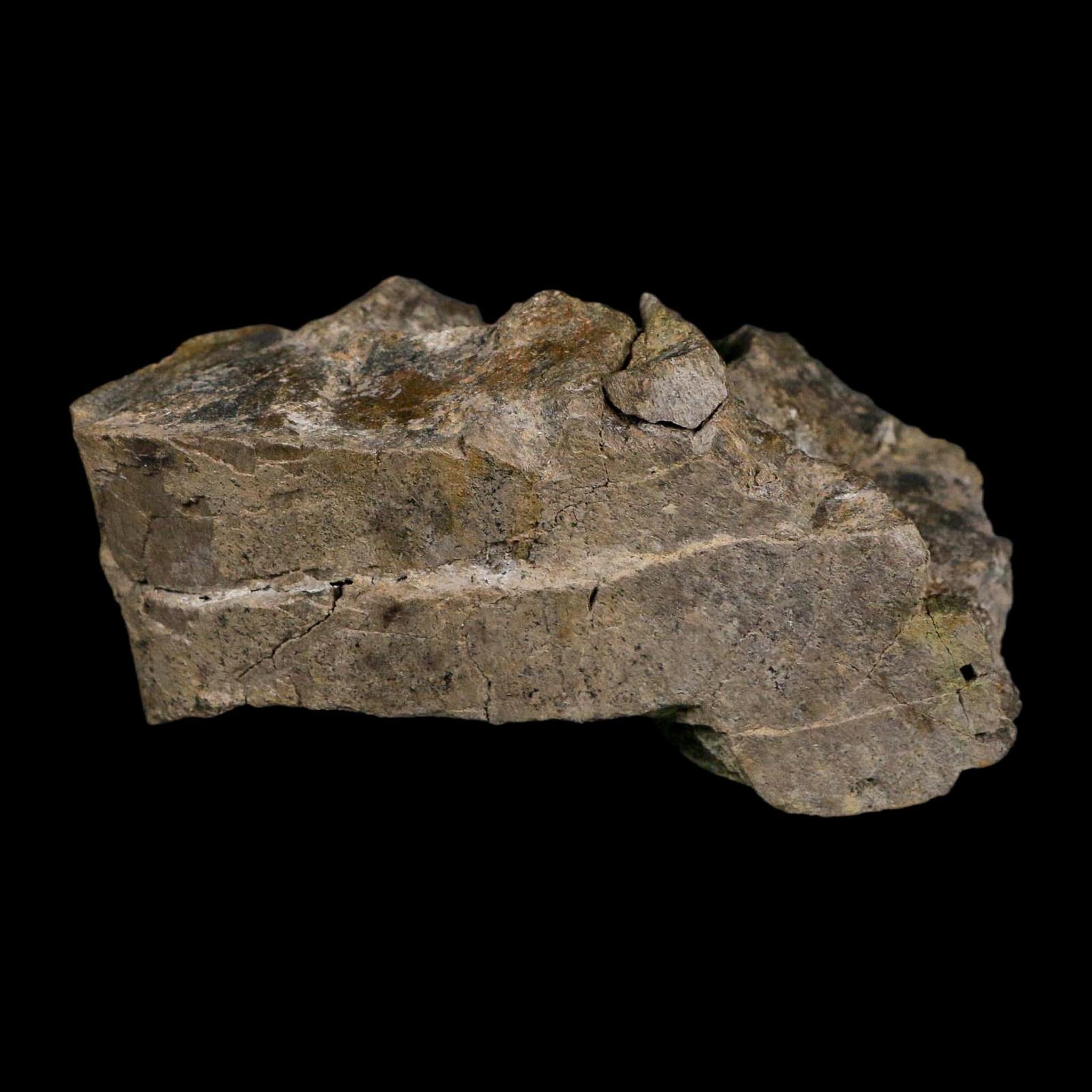 4.6" Camarasaurus Dinosaur Fossil Limb Bone Morrison FM CO Jurassic Age COA Stand - Fossil Age Minerals