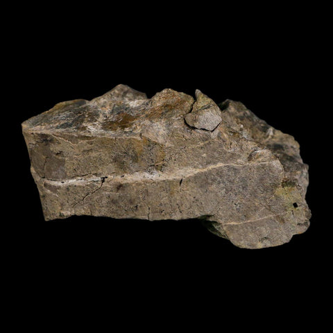4.6" Camarasaurus Dinosaur Fossil Limb Bone Morrison FM CO Jurassic Age COA Stand - Fossil Age Minerals
