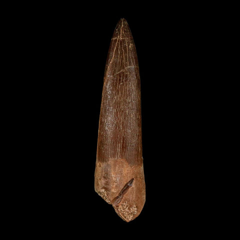 XL 2.1" Plesiosaur Zarafasaura Tooth Fossil Cretaceous Dinosaur Era COA, Stand