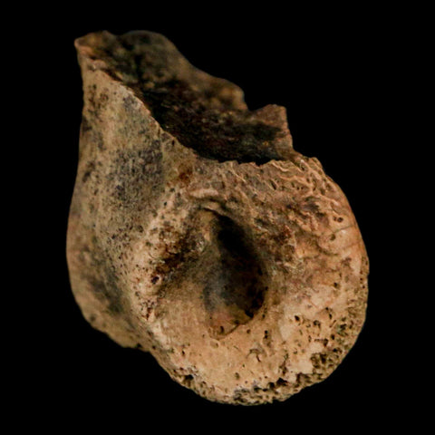 0.9" Dromaeosaurus Raptor Fossil Toe Bone Cretaceous Dinosaur Hell Creek MT COA - Fossil Age Minerals