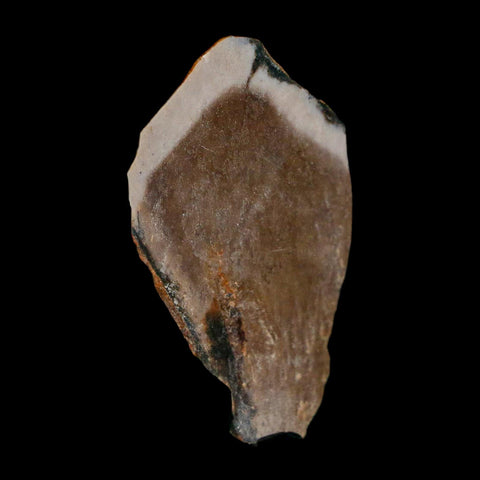 1.8" Tyrannosaurus Rex Fossil Bone Dinosaur Lance Creek Formation Wyoming COA - Fossil Age Minerals