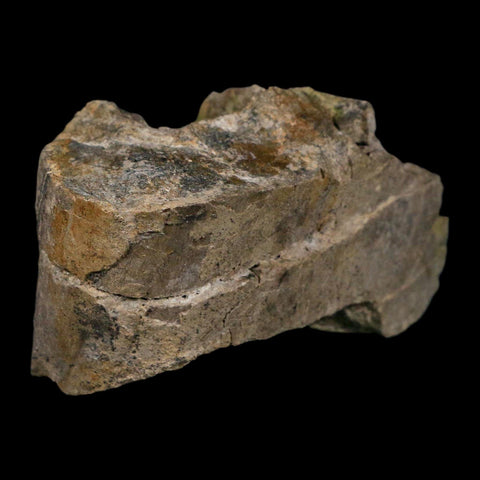 4.6" Camarasaurus Dinosaur Fossil Limb Bone Morrison FM CO Jurassic Age COA Stand - Fossil Age Minerals