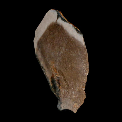 1.8" Tyrannosaurus Rex Fossil Bone Dinosaur Lance Creek Formation Wyoming COA - Fossil Age Minerals