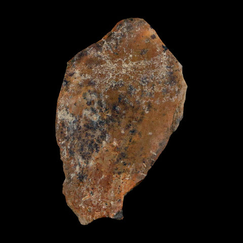 1.8" Tyrannosaurus Rex Fossil Bone Dinosaur Lance Creek Formation Wyoming COA - Fossil Age Minerals