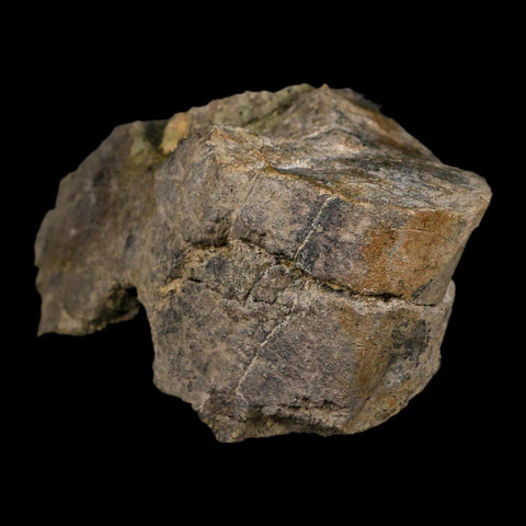 4.6" Camarasaurus Dinosaur Fossil Limb Bone Morrison FM CO Jurassic Age COA Stand - Fossil Age Minerals