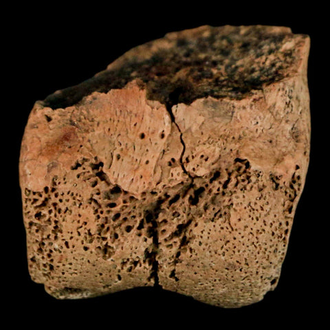 0.9" Dromaeosaurus Raptor Fossil Toe Bone Cretaceous Dinosaur Hell Creek MT COA - Fossil Age Minerals