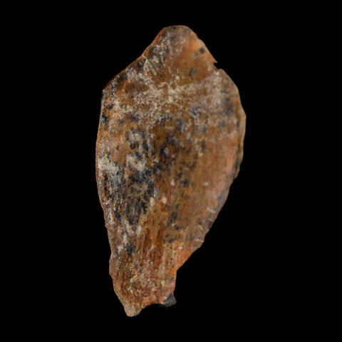 1.8" Tyrannosaurus Rex Fossil Bone Dinosaur Lance Creek Formation Wyoming COA - Fossil Age Minerals