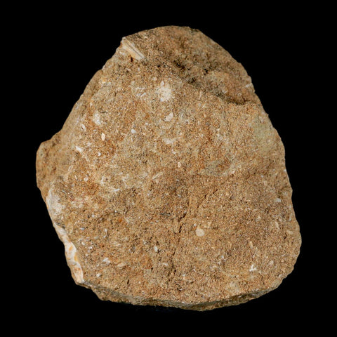 1.4" Mosasaur Prognathodon Fossil Tooth In Matrix Cretaceous Dinosaur Era COA - Fossil Age Minerals