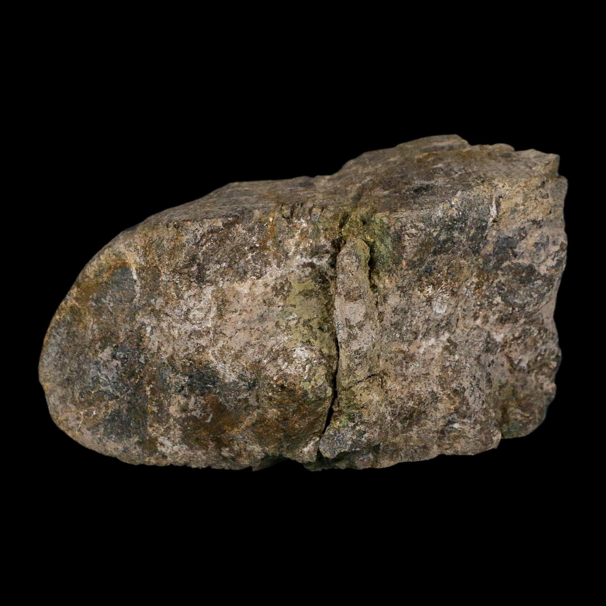 4.6" Camarasaurus Dinosaur Fossil Limb Bone Morrison FM CO Jurassic Age COA Stand - Fossil Age Minerals