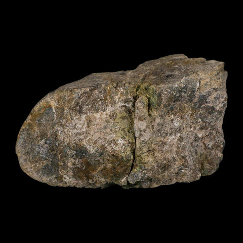 4.6" Camarasaurus Dinosaur Fossil Limb Bone Morrison FM CO Jurassic Age COA Stand - Fossil Age Minerals
