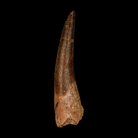 XL 2.1" Plesiosaur Zarafasaura Tooth Fossil Cretaceous Dinosaur Era COA, Stand