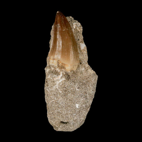 1.6" Mosasaur Baugei Fossil Tooth In Matrix Cretaceous Dinosaur Era COA - Fossil Age Minerals
