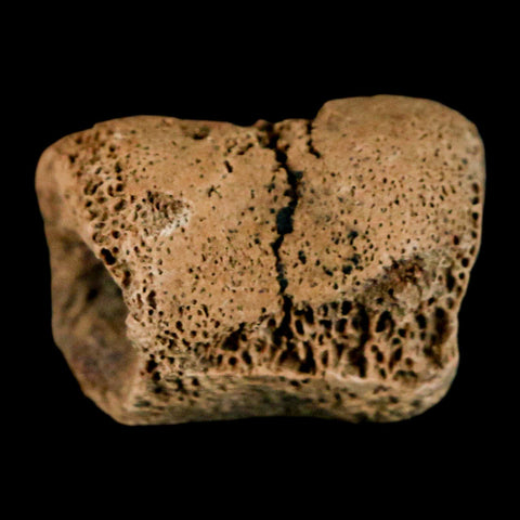0.9" Dromaeosaurus Raptor Fossil Toe Bone Cretaceous Dinosaur Hell Creek MT COA - Fossil Age Minerals
