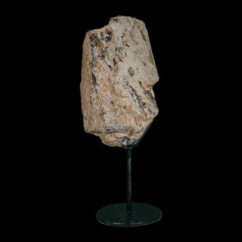5.4" Camarasaurus Dinosaur Fossil Limb Bone Morrison FM CO Jurassic Age COA Stand - Fossil Age Minerals
