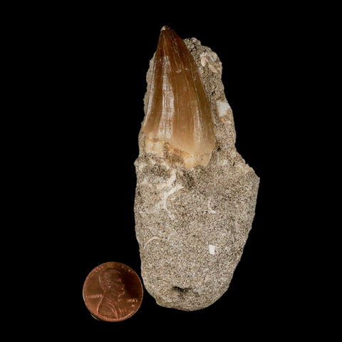 1.6" Mosasaur Baugei Fossil Tooth In Matrix Cretaceous Dinosaur Era COA - Fossil Age Minerals