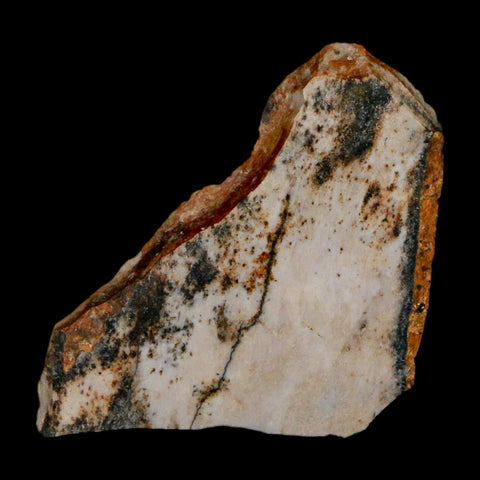 1" Tyrannosaurus Rex Fossil Bone Dinosaur Lance Creek Formation Wyoming COA - Fossil Age Minerals