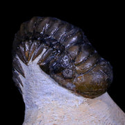 2.3" Crotalocephalus Gibbus Trilobite Fossil Morocco Devonian Age 400 Mil Yrs Old