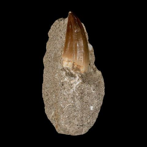 1.6" Mosasaur Baugei Fossil Tooth In Matrix Cretaceous Dinosaur Era COA - Fossil Age Minerals