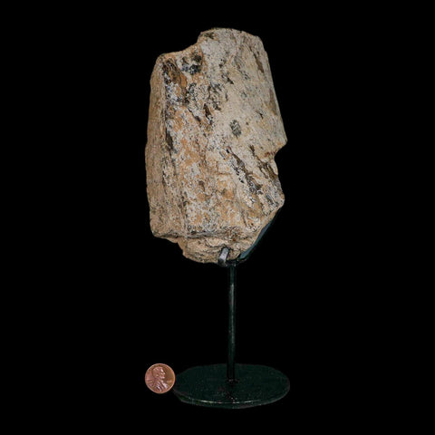5.4" Camarasaurus Dinosaur Fossil Limb Bone Morrison FM CO Jurassic Age COA Stand - Fossil Age Minerals